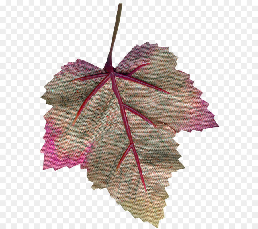 Maple leaf Google Bilder - Blatt