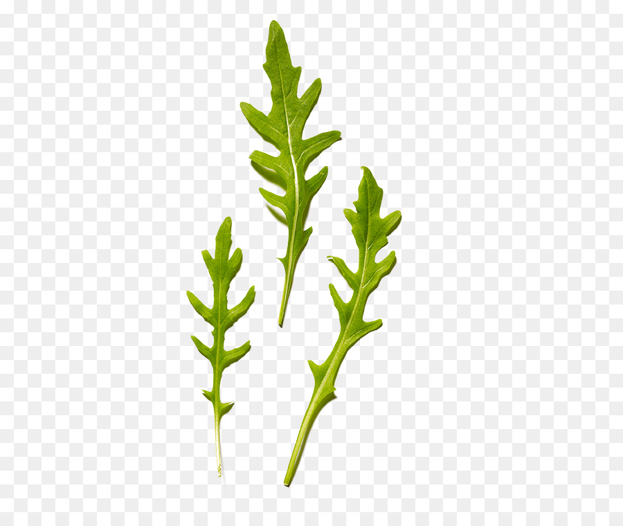 Zweig und Blatt-Gemüse-Kraut-Pflanze-Stiel - Blatt