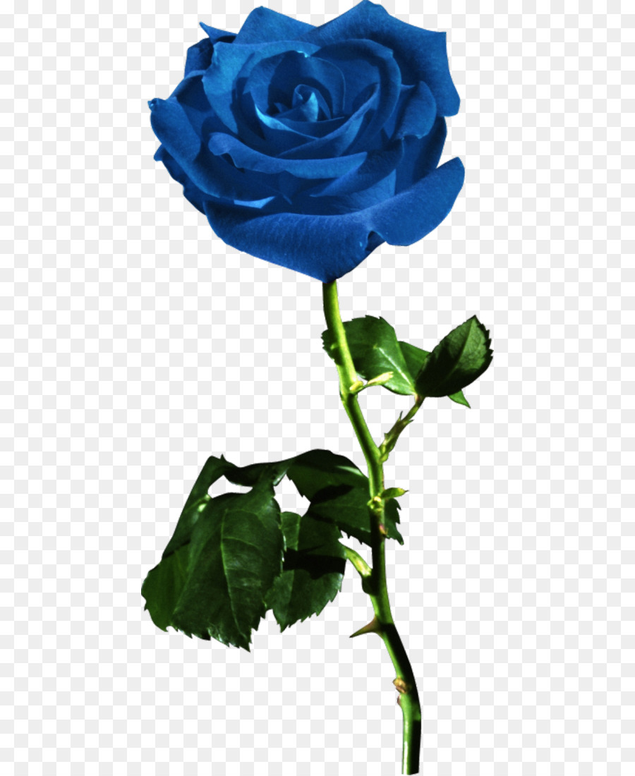 Garten Rosen, Blaue rose Blume Rot - Rose