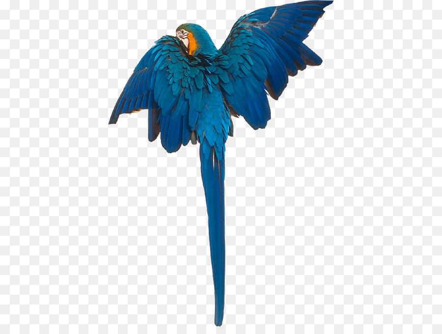 Macaw Uccelli Cygnini Anatra Gabbiani - uccello