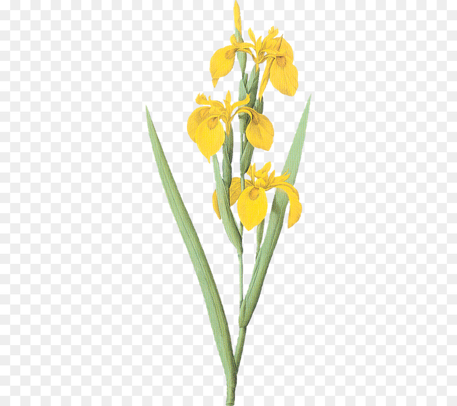 Iris variegata Iris pseudacorus Hoa Clip nghệ thuật - những người khác