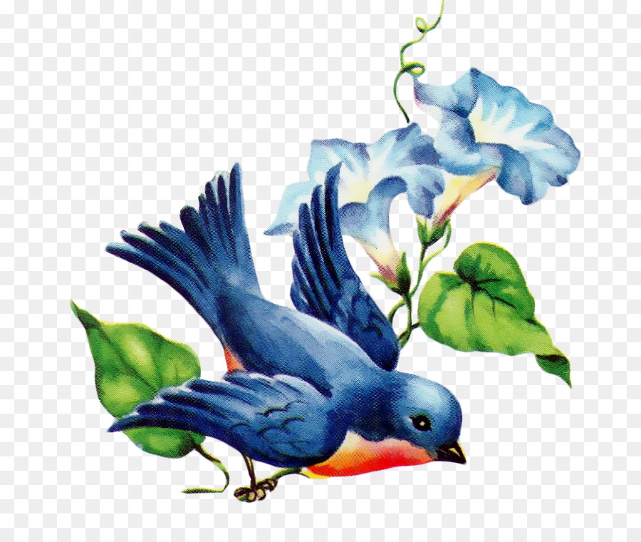 Orientale bluebird Ingoiare Bluebird di felicità Clip art - uccello