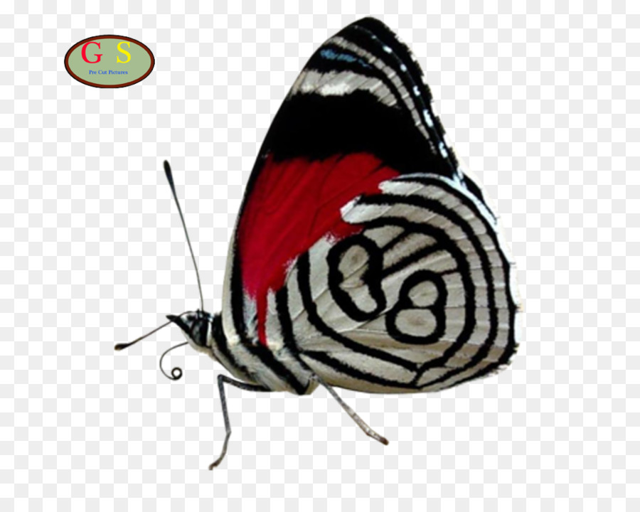 Farfalla di coda forcuta Cramer ottantotto Insetto Graphium weiskei - farfalla