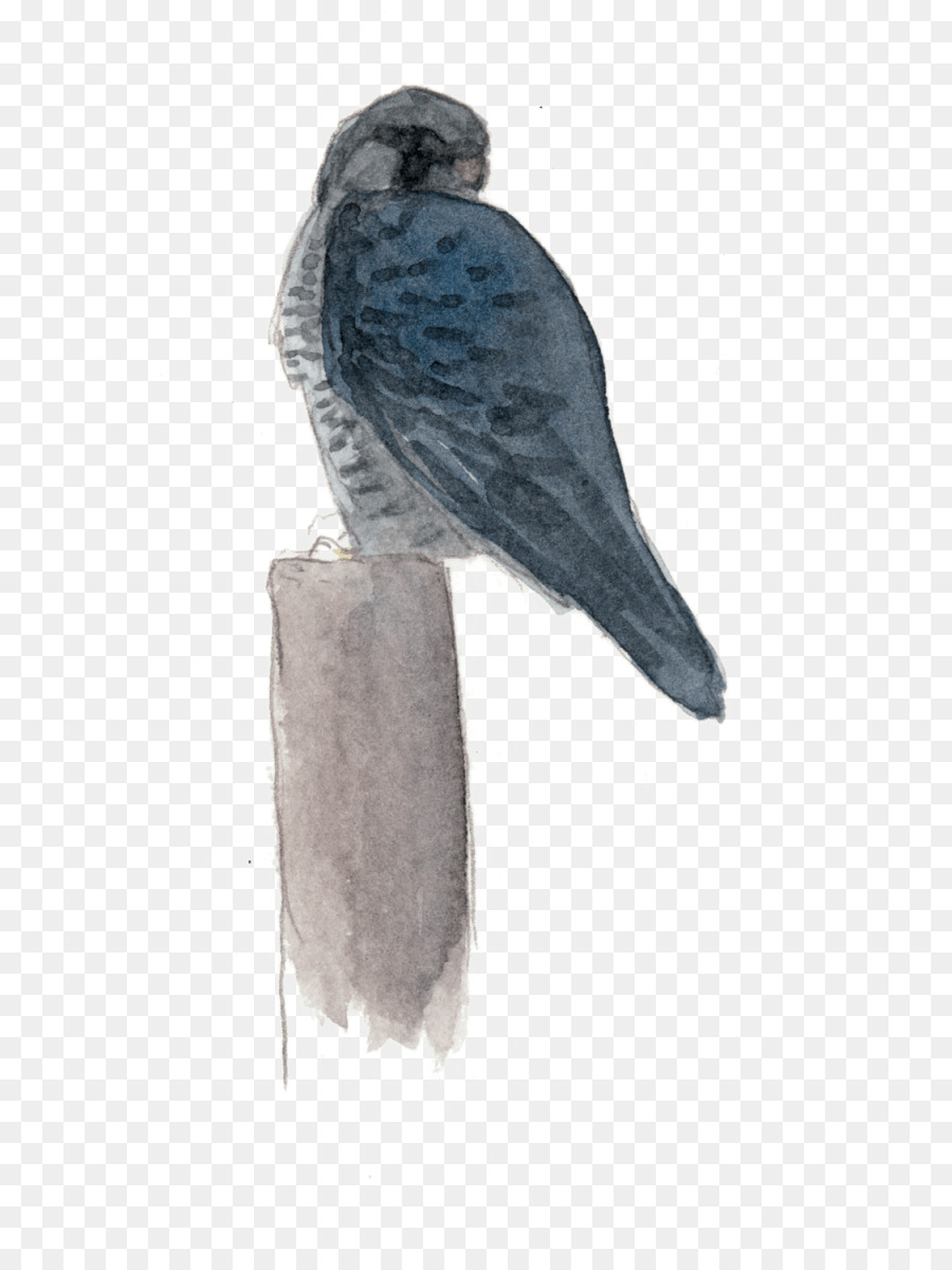 Falco Pappagallo, Piuma Di Falco A Becco - piuma