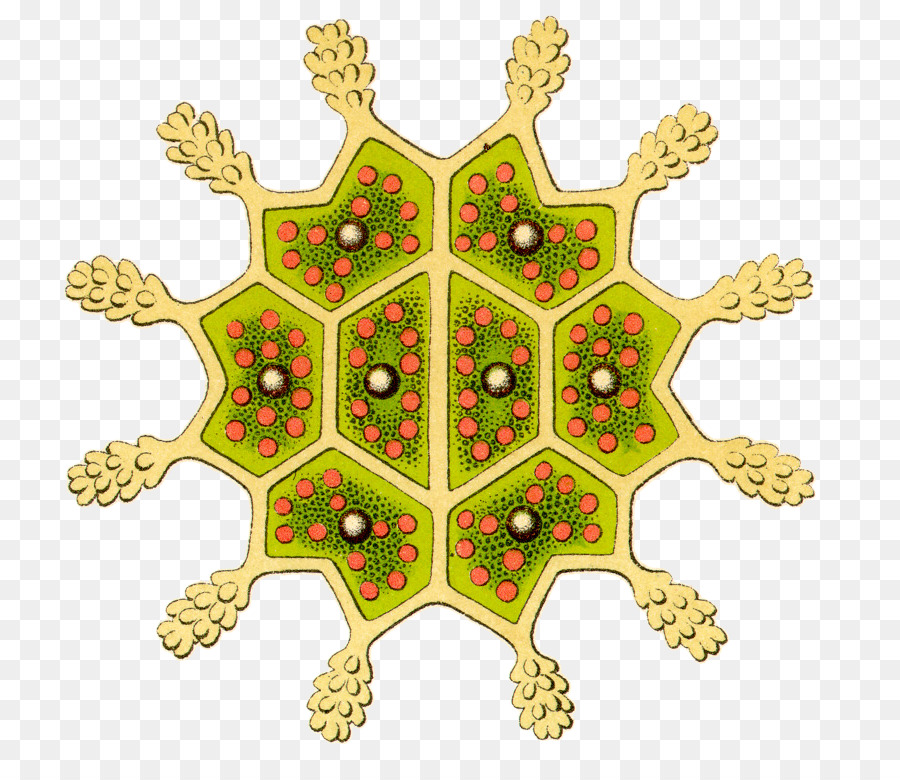 Kunstformen in der Natur Pediastrum Protozoen Biologischen illustration - Mikroskop
