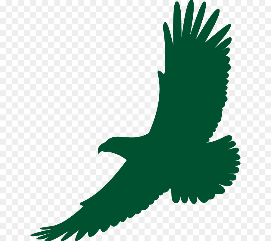 Bald Eagle White-tailed Eagle Zeichnung - Adler