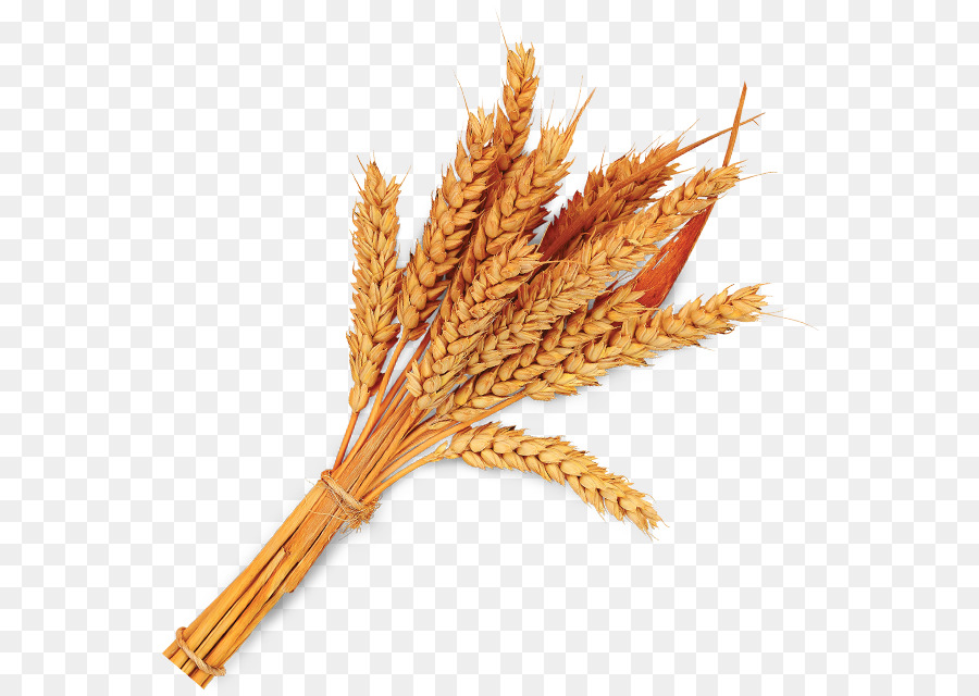 Farro politica sulla Privacy di grano Intero, Cereali, germe di - integrali