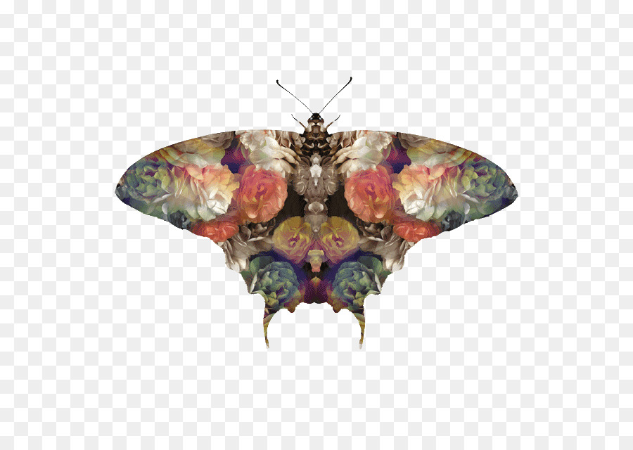 Moth - vả in
