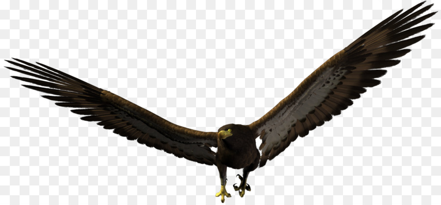 L'Aquila Calva Uccello Gufo - uccello