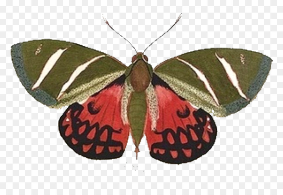 Schmetterling, Falter Folk-clipart - Schmetterling