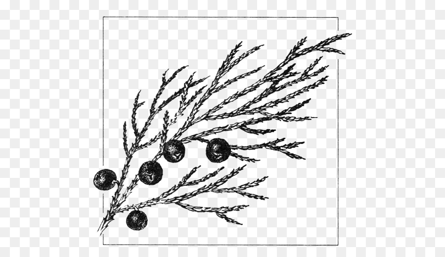 Juniperus sabina Phổ biến bách Vẽ cây hạt trần Bách - nhà máy