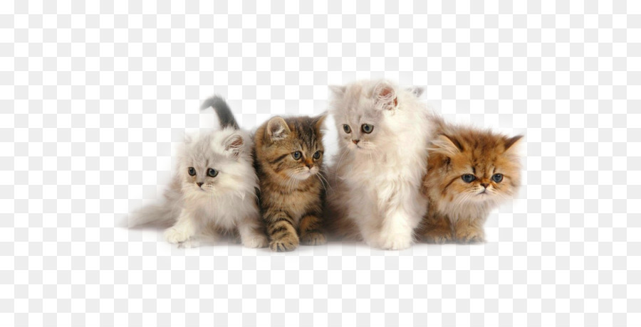 Gatto persiano Himalayano gatto Gattino Siamese gatto Ragdoll - gattino