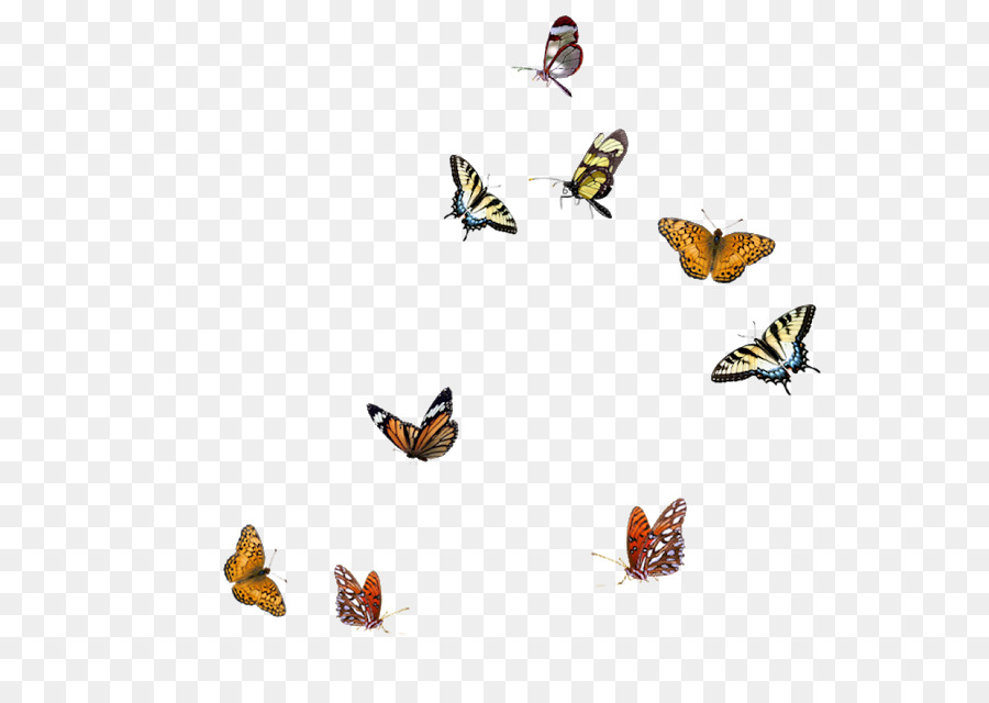 Schmetterling Insekt - Schmetterling