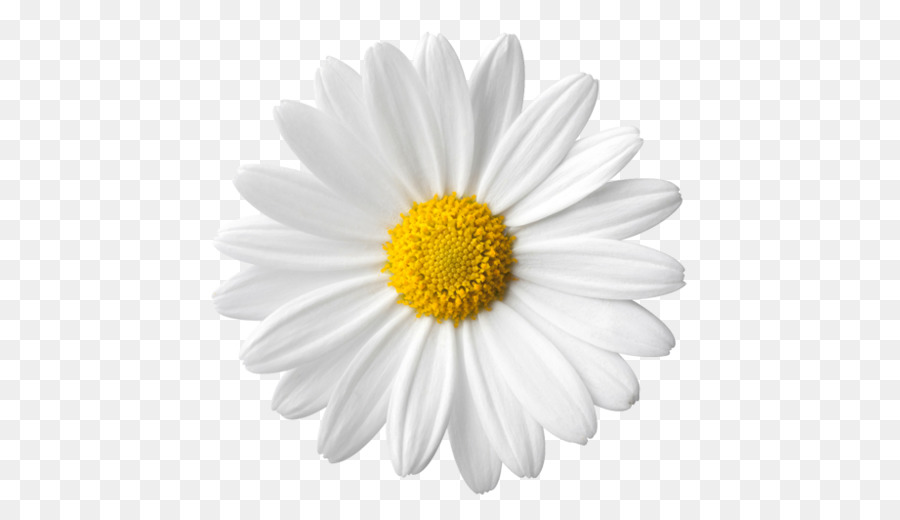 Family Cartoon png download - 512*512 - Free Transparent Common Daisy png  Download. - CleanPNG / KissPNG