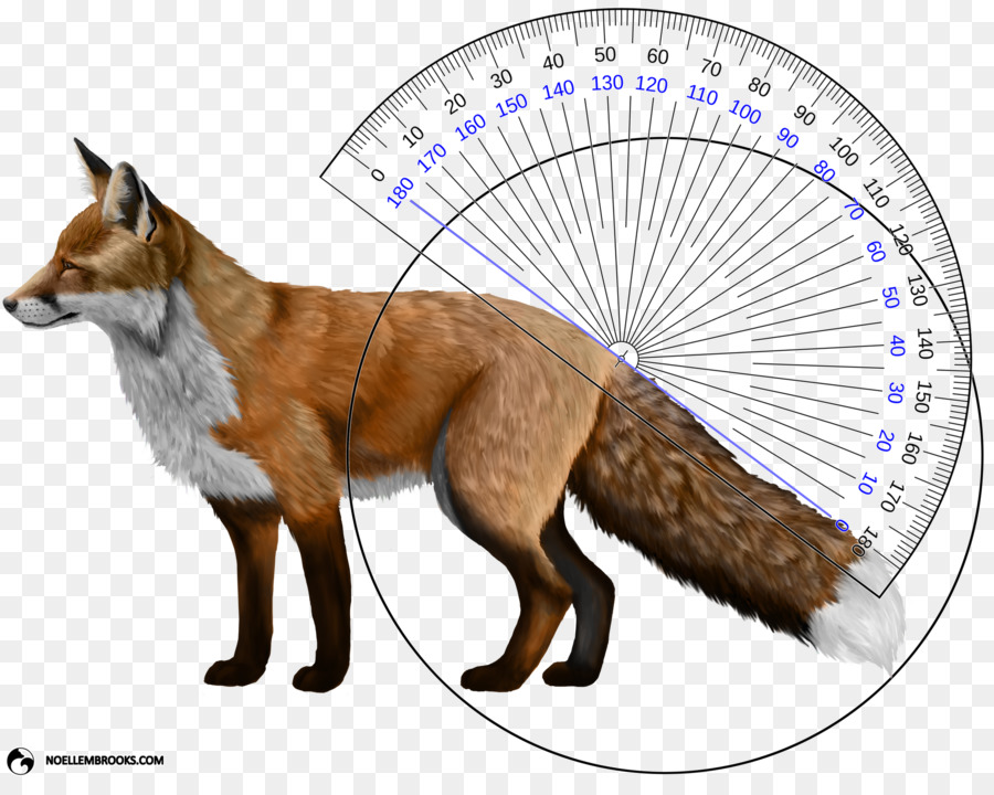 Addomesticati red fox Cane Orientale American red fox - cane