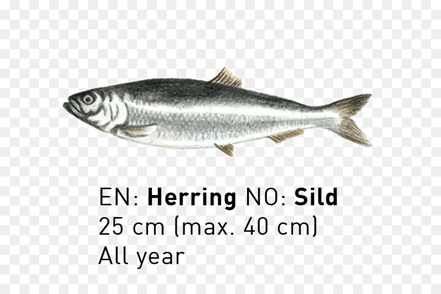 Sardine cơ ho Cá hồi sản phẩm Trứng cá Thu - cá tuyết