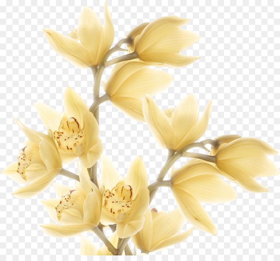 Cắt hoa Hồng gia đình Magnolia gia đình Cánh - hoa