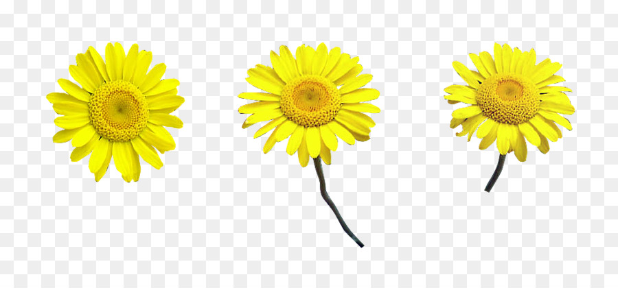 Gänseblümchen Chrysanthemum Transvaal Daisy Daisy Familie Oxeye Daisy - Chrysantheme