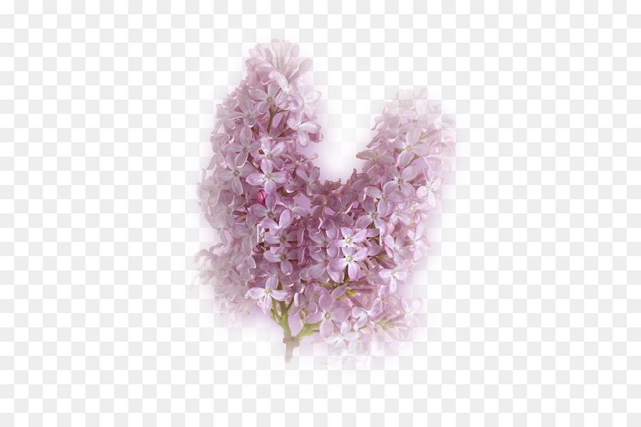 Blume Flieder Blütenblatt Pensées - blume