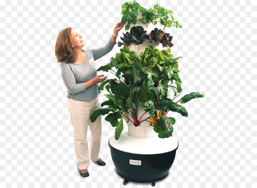 Hydrokultur Zimmerpflanze Blumentopf Cultivo Aeroponics - basilikum