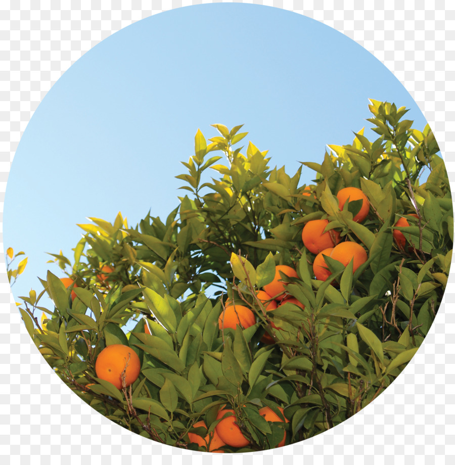 Chanh Tảo Biển Bạch hoa biện pháp Tập trung - hoa cam