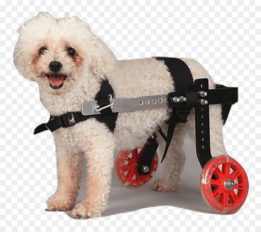 Schnoodle sedia a Rotelle Cucciolo di Cane di razza cane da compagnia - sedia a rotelle