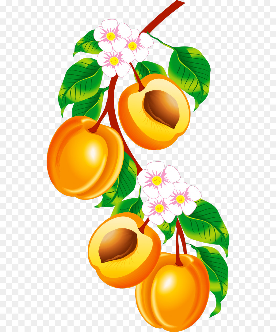 Obst Pfirsich-clipart - andere