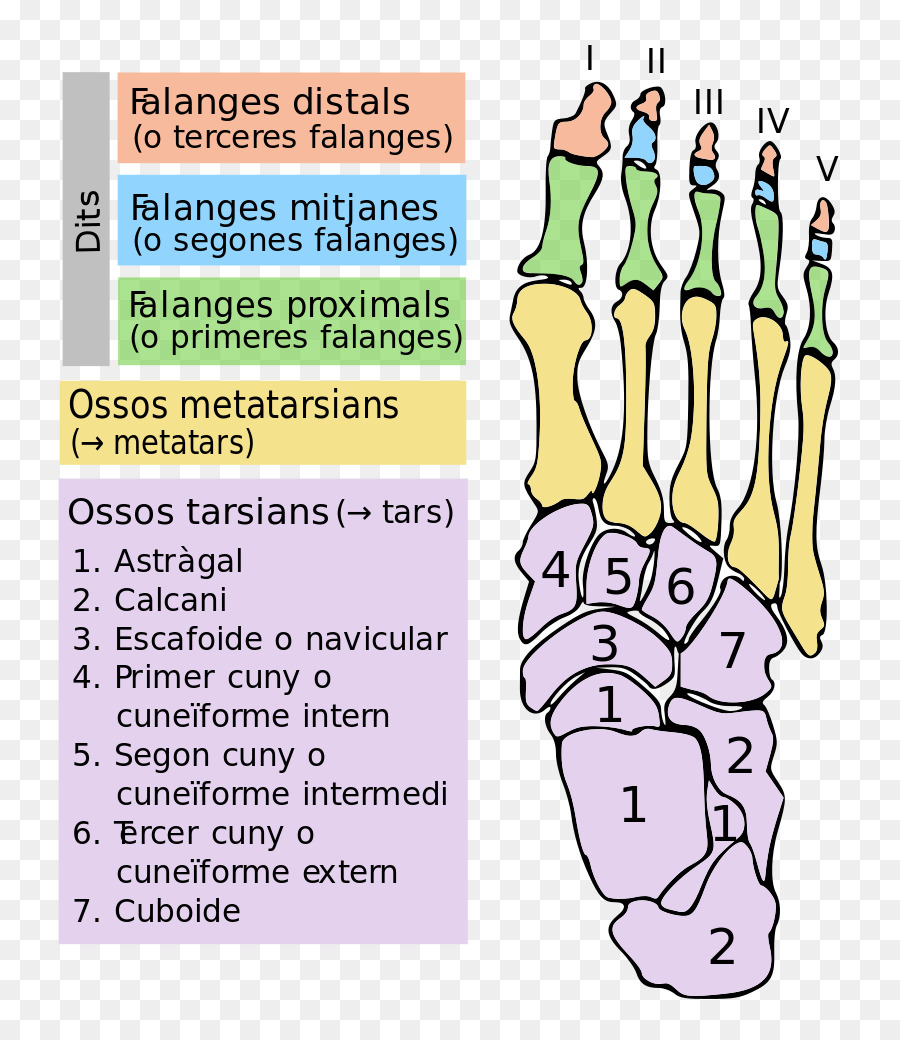 Finger Fuß Tarsus Knochen Toe - Bruch