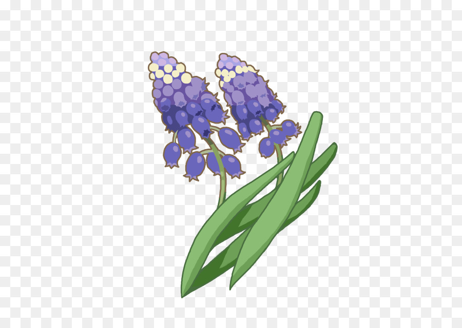 Giacinto blu Cobalto Viola - viola