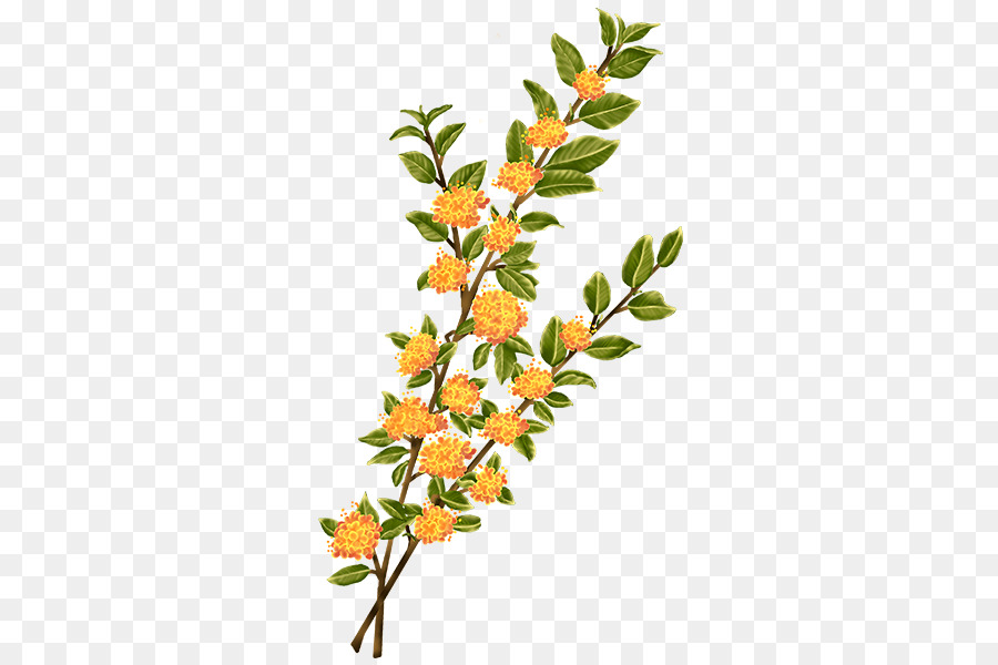 Twig staminali Vegetali di Foglia di pianta in fiore - foglia