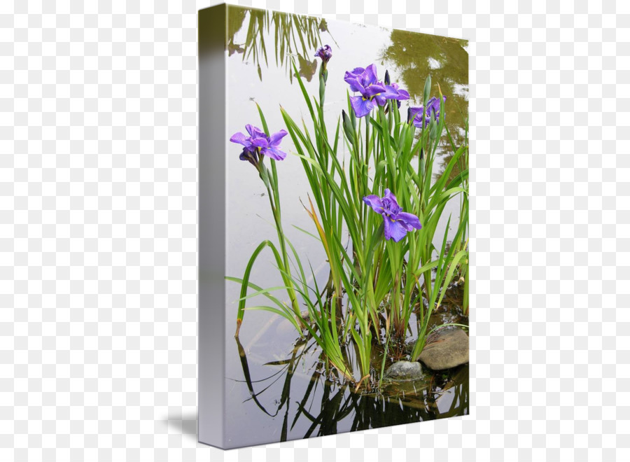 Wasserpflanzen Iris pseudacorus Knoblauch fistulosum Garten - japan Landschaft