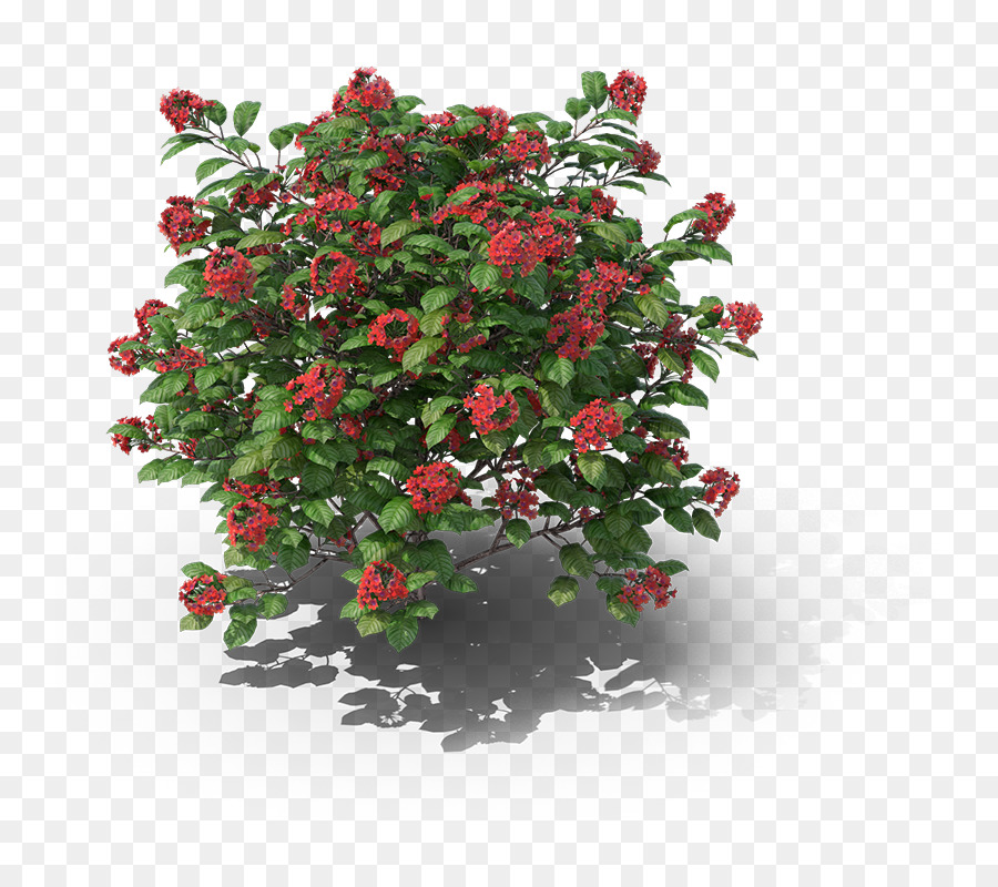 Pianta ornamentale 6pm Arbusto Vaso di fiori - altri