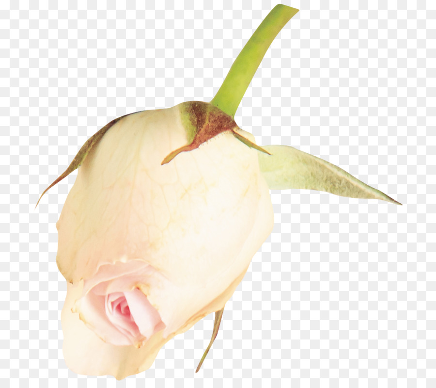 Rose gia đình gốc Thực vật Bud - Hoa hồng