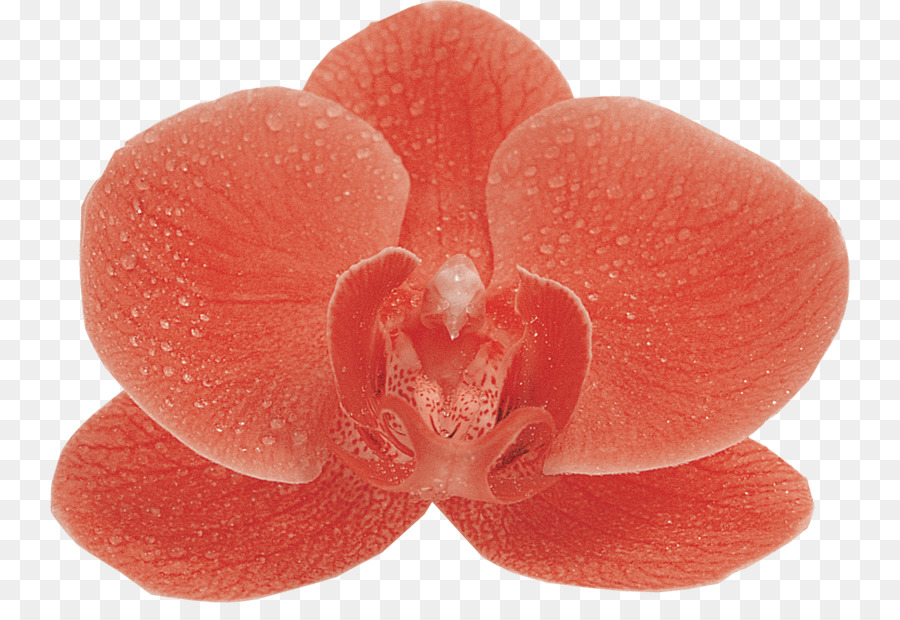 Moth Orchideen Bild-Datei-Formate Clip-art - andere