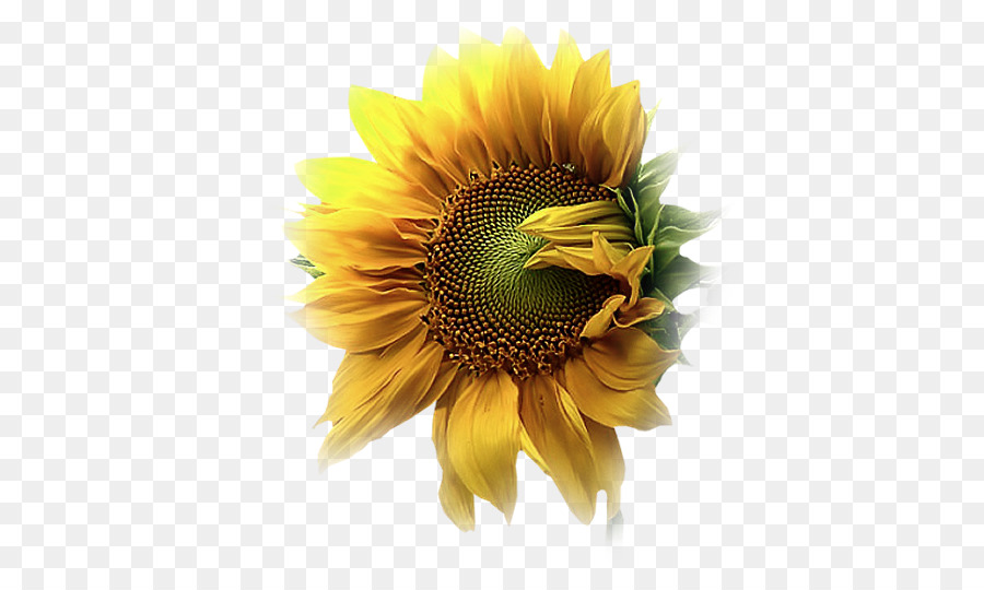 Common sunflower Grafik-design Blütenblatt Tau - andere