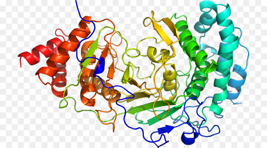Kunst Organismus Clip art - poly adpribose polymerase