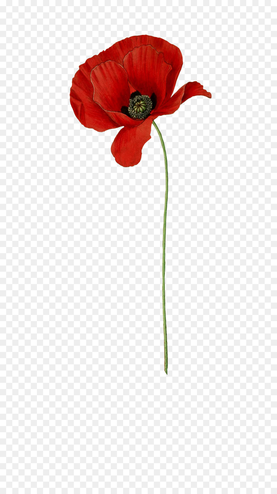 Gemeinsame Mohn Blume, die Gemeinsame daisy-Rot - Blume
