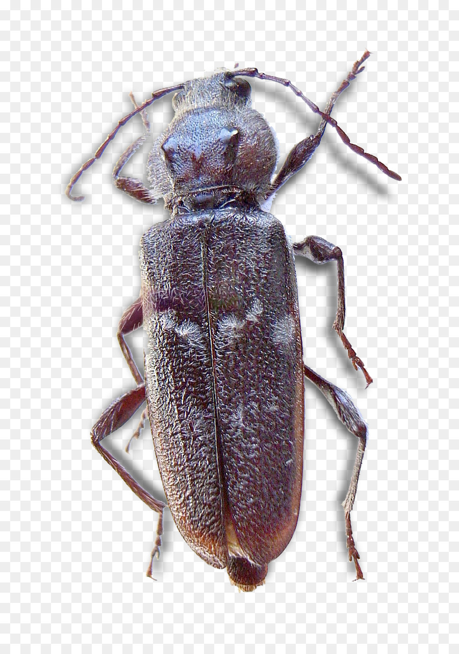Mọt Longhorn bọ con bọ hung Hylotrupes - bọ