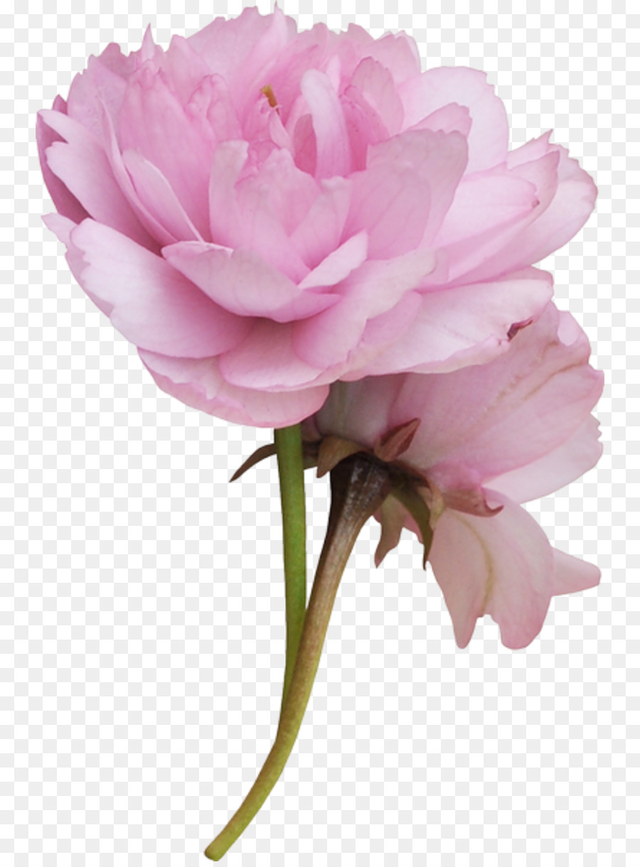 Kohl rose Cut Blumen Blütenblatt Pflanze Stiel - blume