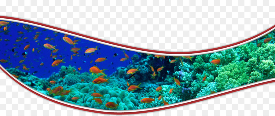 Rainbow Reef Masaharu Aoyagi Korallenriff Fische - Cherne altovise