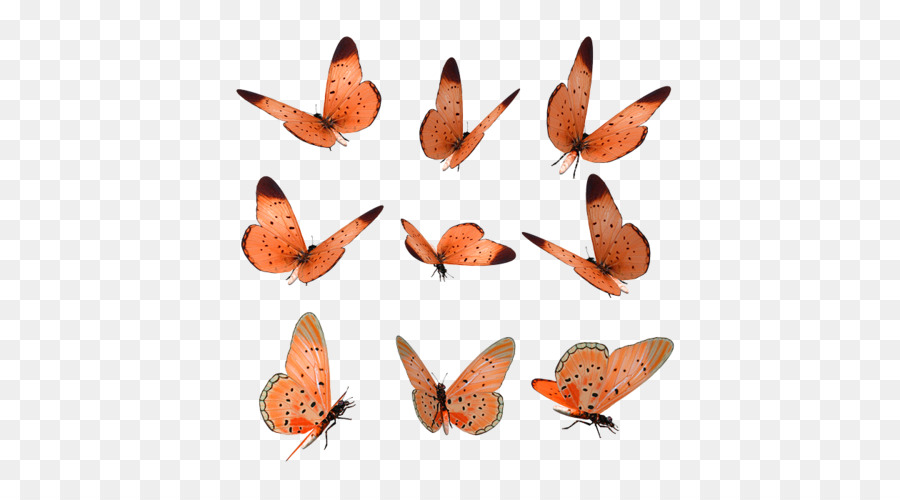 Icone Del Computer - ali di farfalla