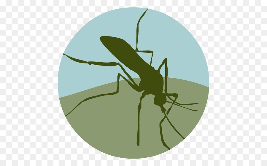 Piazzatore di Zanzara e di Controllo Vettoriale Distretto controllo delle Zanzare - zanzara