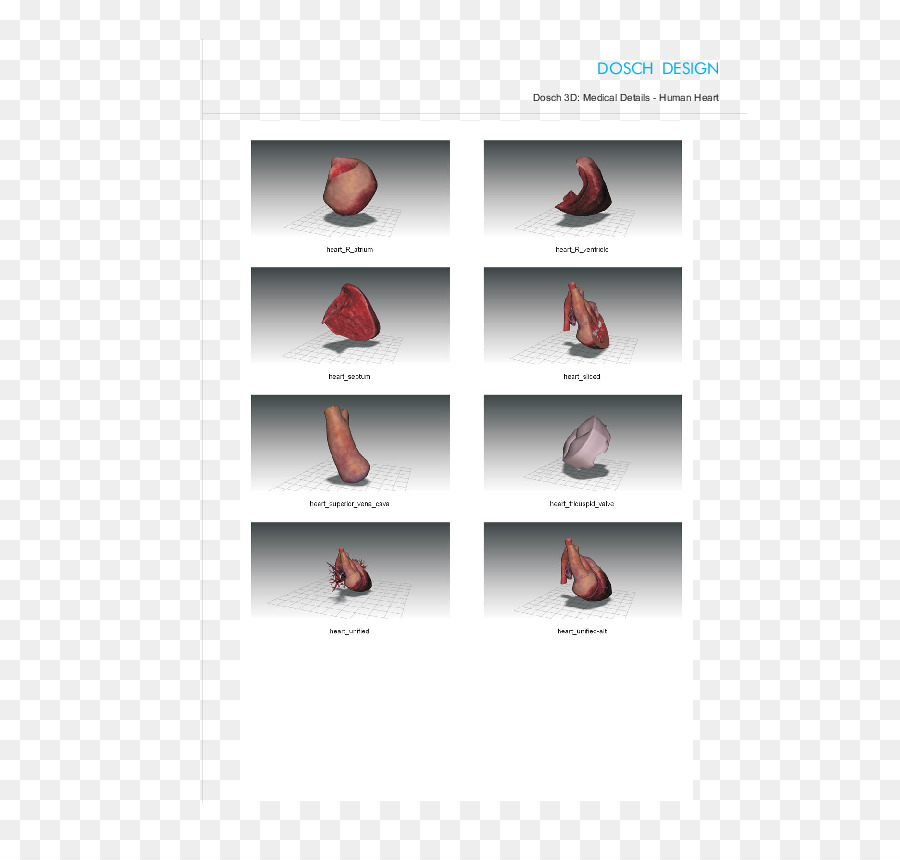 Schuh Marke - Anatomie der Haut