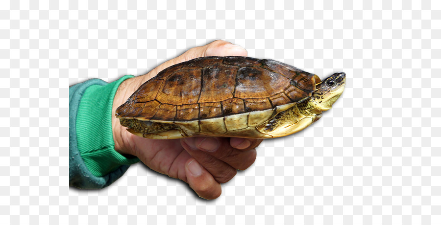 Box Schildkröten Natürliche Umwelt Natürliche Ressourcen Ökologie - Umgebung