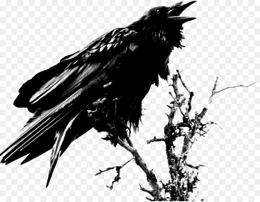 Der Rabe Common raven Clip art - Chronik des Raben
