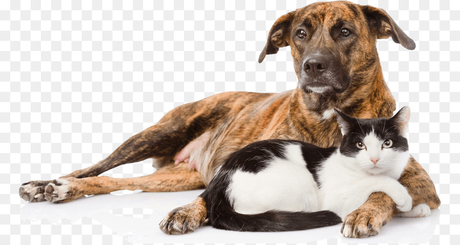 Hund–Katze-Beziehung Hund–Katze-Beziehung Hundebox Welpen - Hund