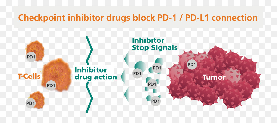 Trạm kiểm soát ức chế PD-1 và PD-L1 ức chế Miễn dịch trạm kiểm soát được Lập trình bào chết protein 1 Ung thư - Hệ thống miễn dịch