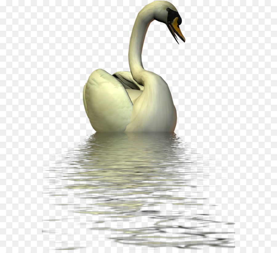 Vịt Swan ngỗng Tắt tiếng Chim thiên nga - vịt