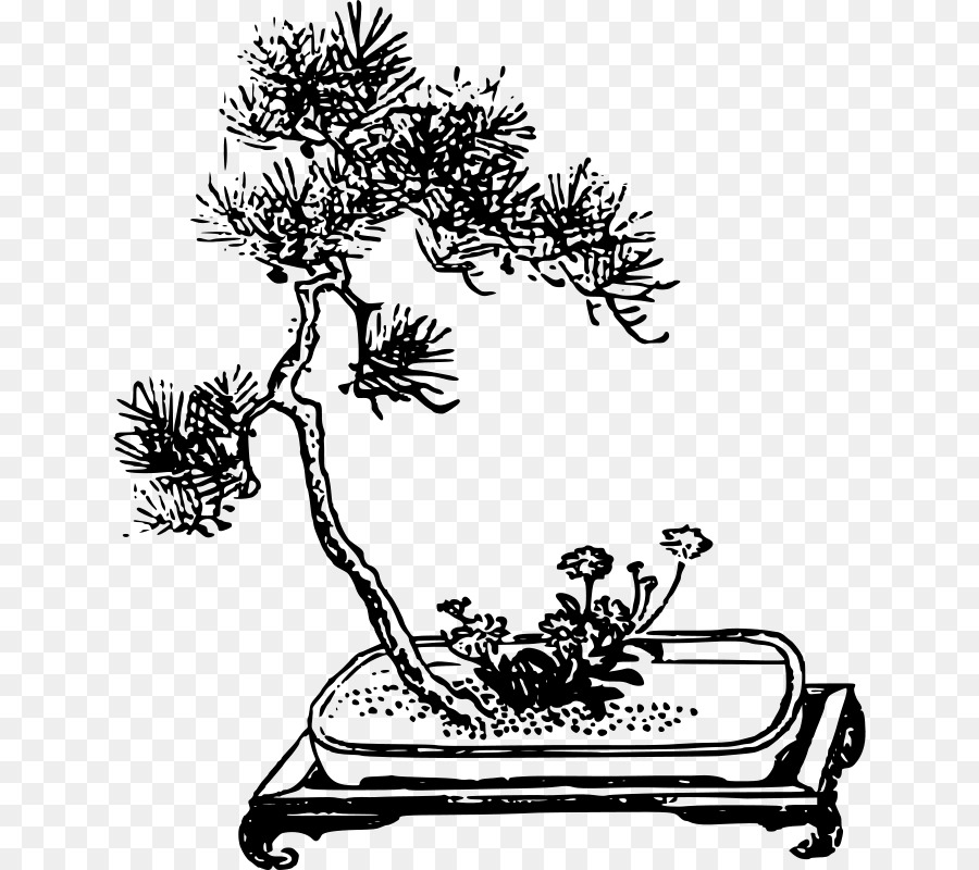 Filiale di Bonsai da interno Ficus retusa Clip art - albero