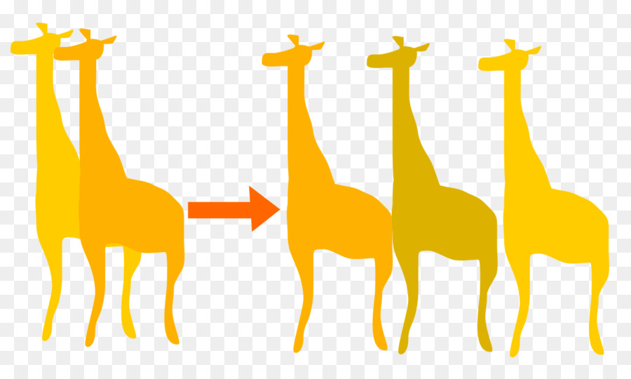 Giraffe Die Theorie von der Evolution der Biologie Orthogenesis - Giraffe